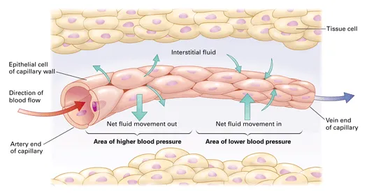 Relationship between a blood capillary, interstitial fluid and tissue cells